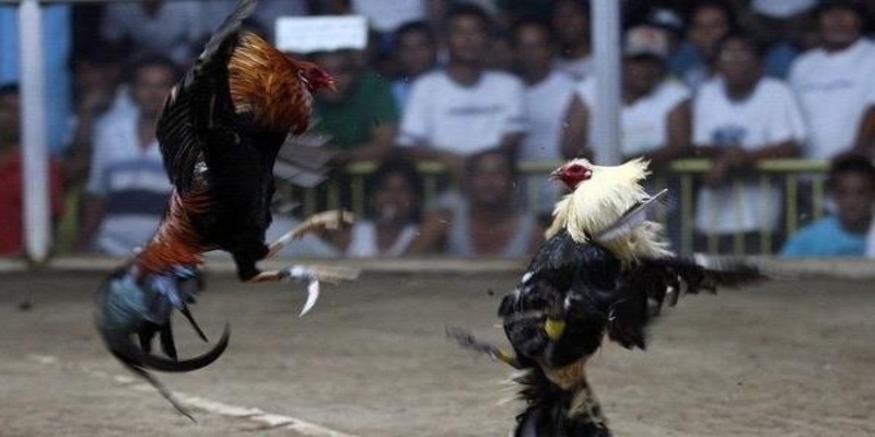 Lý do đá gà cựa dao có sức hút với người chơi