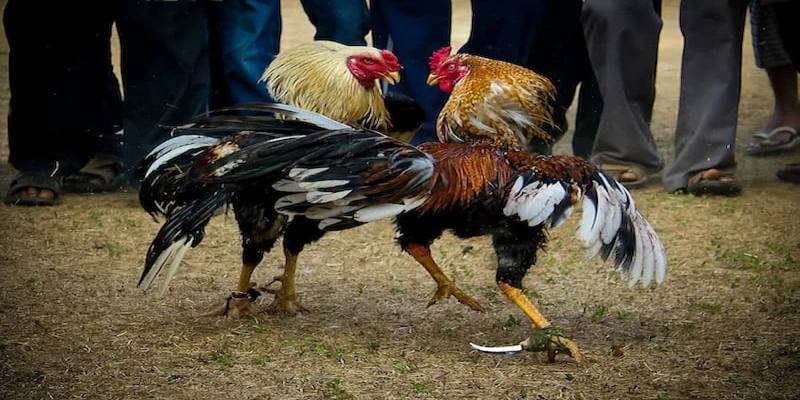 Luật chơi đá gà cựa dao xin88