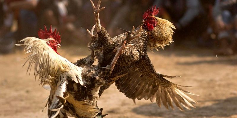 Ưu điểm khi tham gia dự đoán đá gà tại nền tảng game xin88
