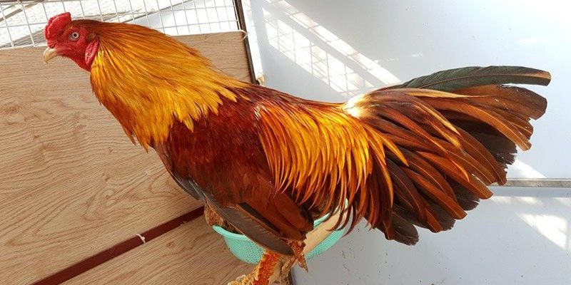 Cách nuôi gà ri thu nhuận cực khủng