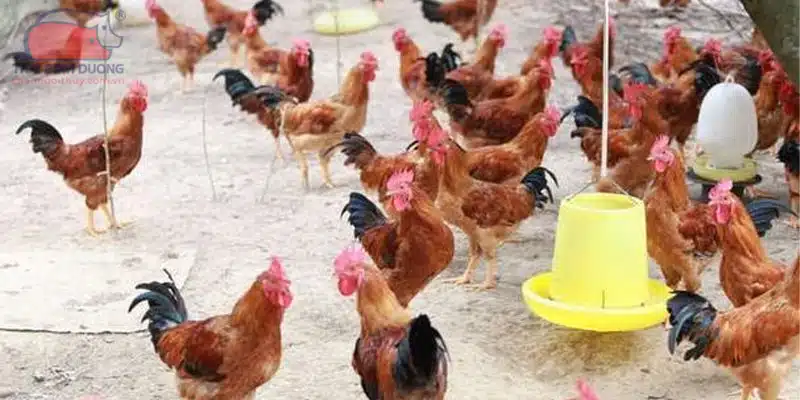 Kỹ thuật nuôi gà ri chuẩn xác