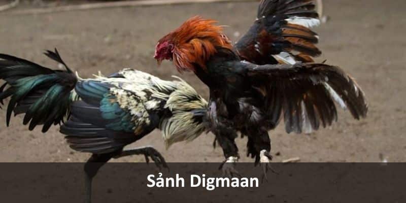 Các loại kèo cược đá gà phổ biến tại sảnh Digmaan